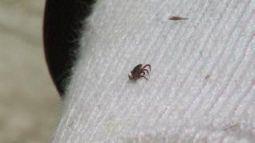 Fox CT: Preventing Lyme Disease   7/18 | BahVideo.com