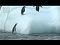 Pinguins vs ijsberg | BahVideo.com