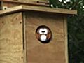 How To Build an Owl House | BahVideo.com