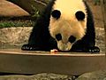 Playtime for Pandas | BahVideo.com