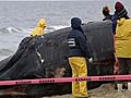 Dead Sei Whale Washes Up On Virginia Beach | BahVideo.com
