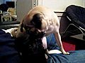 Pugs Kissing | BahVideo.com