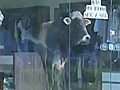 Brasile toro in vetrina | BahVideo.com
