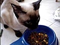 Konu an siyam kedisi | BahVideo.com