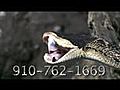 Cape Fear Serpentarium Downtown Wilmington NC | BahVideo.com