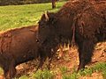  1113 Bison Grazing On Spring Grass Ranchland With Nursing Calves Stock Footage | BahVideo.com