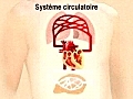 systeme circulatoire | BahVideo.com