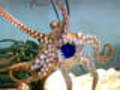 Tier-Intelligenz Octopus ffnet Flasche mit  | BahVideo.com