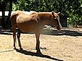 35 Year Old Horse Cools Off in Sprinkler | BahVideo.com
