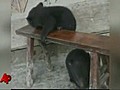 Raw Video Baby Bears Rescued in China | BahVideo.com