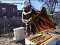 French take a liking to urban beekeeping | BahVideo.com