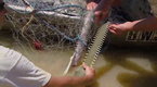 Monster Fish of Australia | BahVideo.com