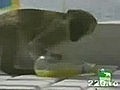 vicces Tolvaj r szeges majmok | BahVideo.com