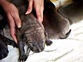 female pitbull puppies for sale off Pain and  | BahVideo.com