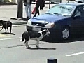 Crazy dog removing number plate | BahVideo.com