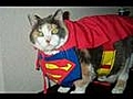 Funny Cats | BahVideo.com