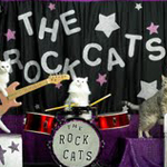 The World s First Cat Band | BahVideo.com