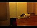 Backflip Cat does backflips | BahVideo.com
