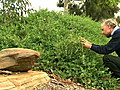 Aborigines-Heilpflanze sch tzt Implantate | BahVideo.com