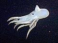 Octopus Ballet | BahVideo.com
