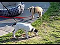 Panasonic Lumix DMC-FZ35 HD Video Zoom Test Dogs Laguna Beach | BahVideo.com