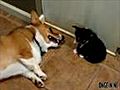 Pfui Hundewelpe pupst seiner Mama ins Gesicht | BahVideo.com