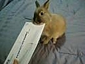 MIT Bunny Letter Opener | BahVideo.com
