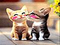 funny cats kissing | BahVideo.com