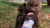 Baboon Adopts Bushbaby | BahVideo.com