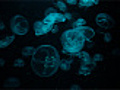 Moon Jellyfish Swimming Macro HD  | BahVideo.com