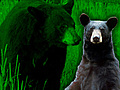 Black Bear Captured in Camp Hill | BahVideo.com