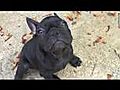 Terroir de Fontfroide pensions pour chiens  | BahVideo.com