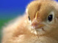 Cute baby chicken | BahVideo.com