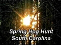 Spring Hog Hunt South Carolina | BahVideo.com