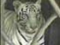 Tigers amp 039 safety Rajasthan HC raps govt | BahVideo.com