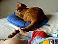 Toddler and Cat Play Tail Game | BahVideo.com