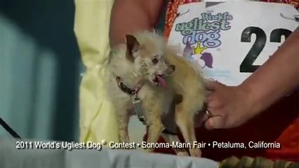 World s Ugliest Dog | BahVideo.com