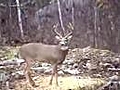Grey Ghost Outfitters - Trophy Bucks | BahVideo.com