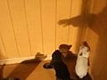 Kittens Attacking a Shadow Hand | BahVideo.com