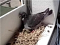 Naissance de b b pigeon | BahVideo.com