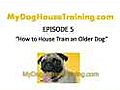 Dog House Training - How to House Train an  | BahVideo.com