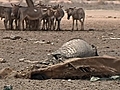 Droogte niet enige oorzaak van crisis Oost-Afrika | BahVideo.com