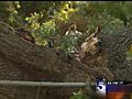 KTLA Fallen Tree Lu Parker reports | BahVideo.com