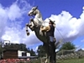 Les chevaux font leur rod o | BahVideo.com