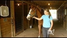 Happy Homes For Horses | BahVideo.com