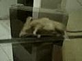 da torture of da rat | BahVideo.com