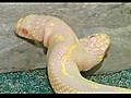 Two-headed snake joins zoo | BahVideo.com