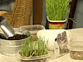 Grow a Quick Pet Treat Wheatgrass | BahVideo.com