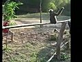 Acrobatic Gibbon in Laos | BahVideo.com