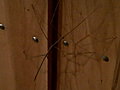 Love in the Wild - Invasion of the Stick Bug | BahVideo.com